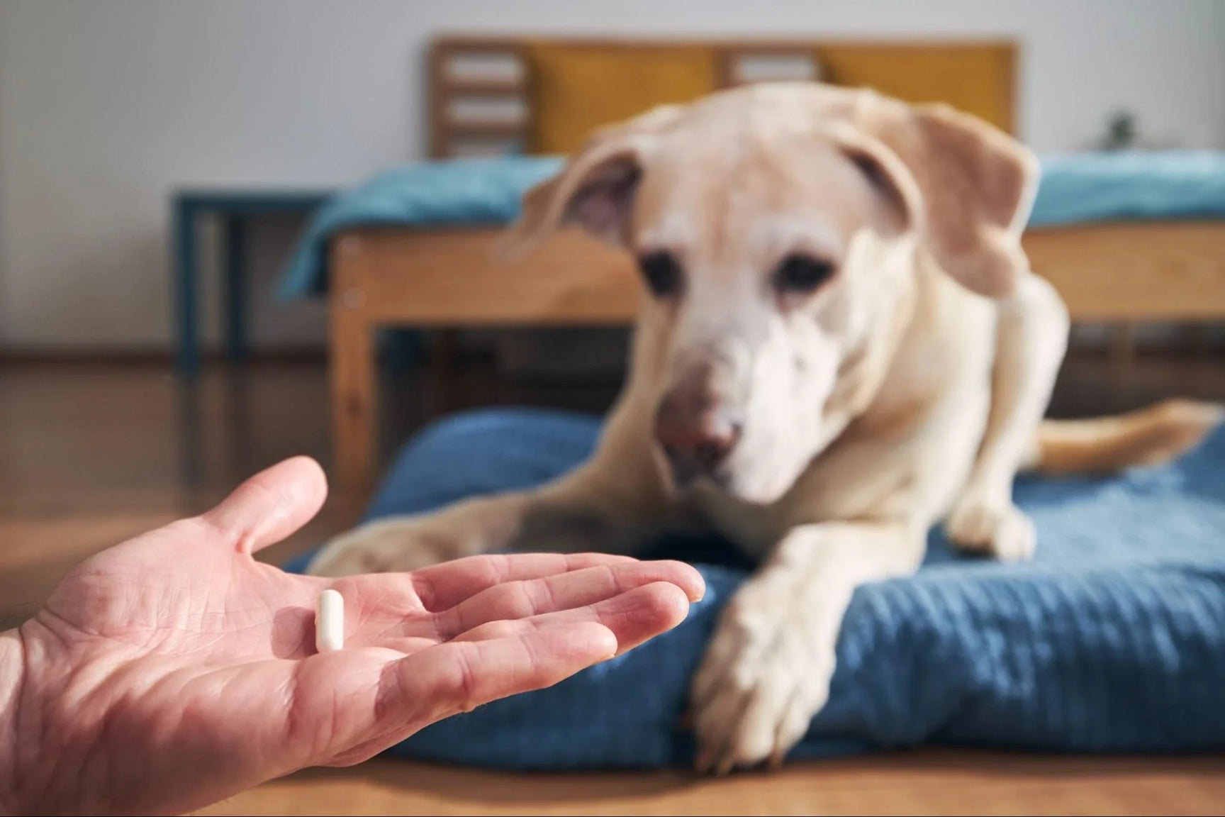Prednisona en Perros: Todo lo que Necesitas Saber
